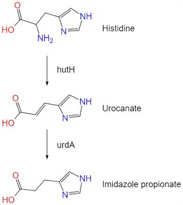 Imidazole propionate in type 2 diabetes mellitus and cardiovascular diseases: a mini review